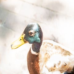 dsc_08313.jpg