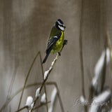 DSC_53942.jpg