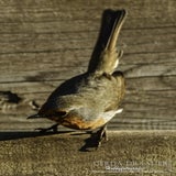 DSC_68432.jpg