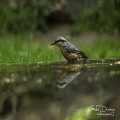 dsc_11172.jpg