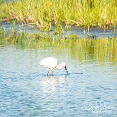 dsc_29232.jpg