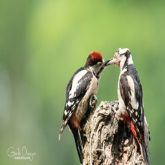 dsc_17703.jpg