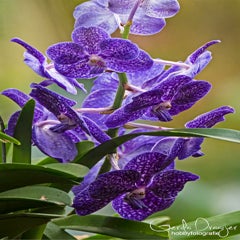 dsc_17543.jpg