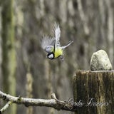 DSC_58092.jpg