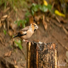dsc_58642.jpg