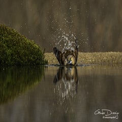 dsc_95252.jpg