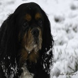 DSC_54272.jpg