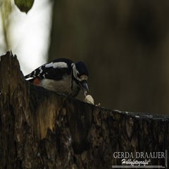 dsc_68632.jpg