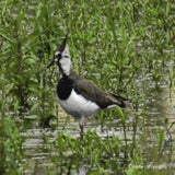 kievit, 17-06-2020