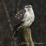 DSC_60982.jpg