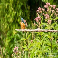 dsc_35532.jpg