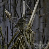 DSC_69982.jpg