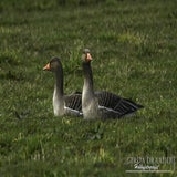 DSC_69992.jpg