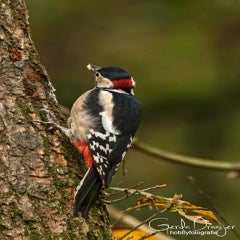 dsc_83683.jpg