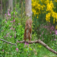 dsc_91733.jpg