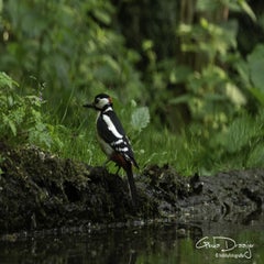 dsc_10422.jpg