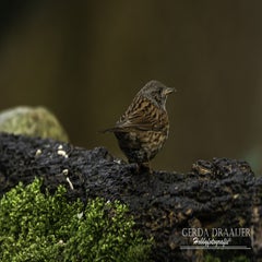 dsc_81462.jpg