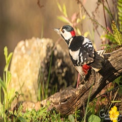 dsc_99963.jpg