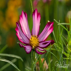 dsc_43522.jpg