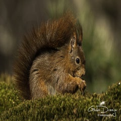 dsc_97482.jpg