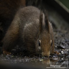 dsc_80682.jpg