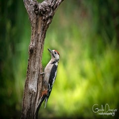 dsc_34632.jpg