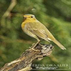 dsc_61792.jpg