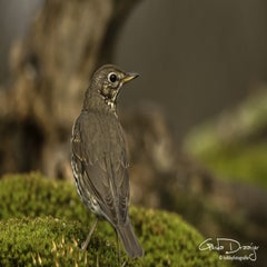dsc_94152.jpg