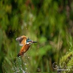 dsc_36212.jpg