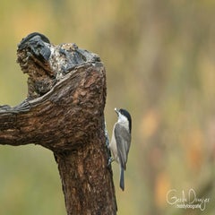 dsc_86393.jpg
