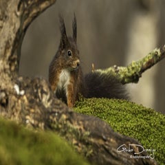 dsc_94512.jpg