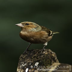 dsc_81072.jpg