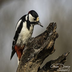 dsc_95112.jpg