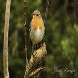 DSC_49582.jpg