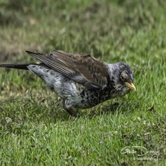 dsc_07242.jpg
