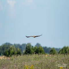 dsc_28442.jpg