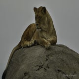 DSC_35592.jpg