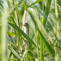 dsc_29422.jpg