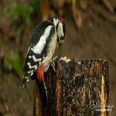 dsc_58492-1.jpg