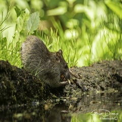 dsc_12012.jpg
