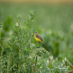 dsc_28752.jpg