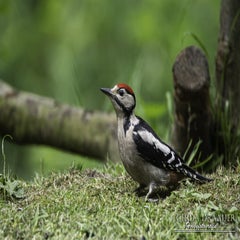 dsc_11292.jpg