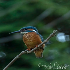 dsc_40132.jpg