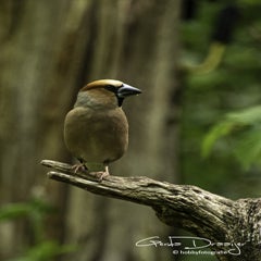 dsc_11332.jpg