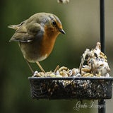 DSC_53562.jpg