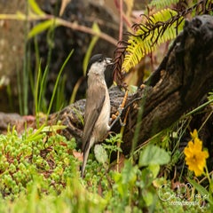 dsc_98483.jpg
