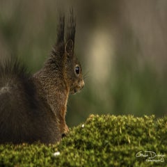 dsc_94312.jpg