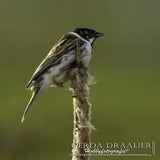 DSC_69912.jpg