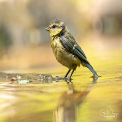 dsc_25733.jpg