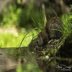 dsc_12162-1.jpg